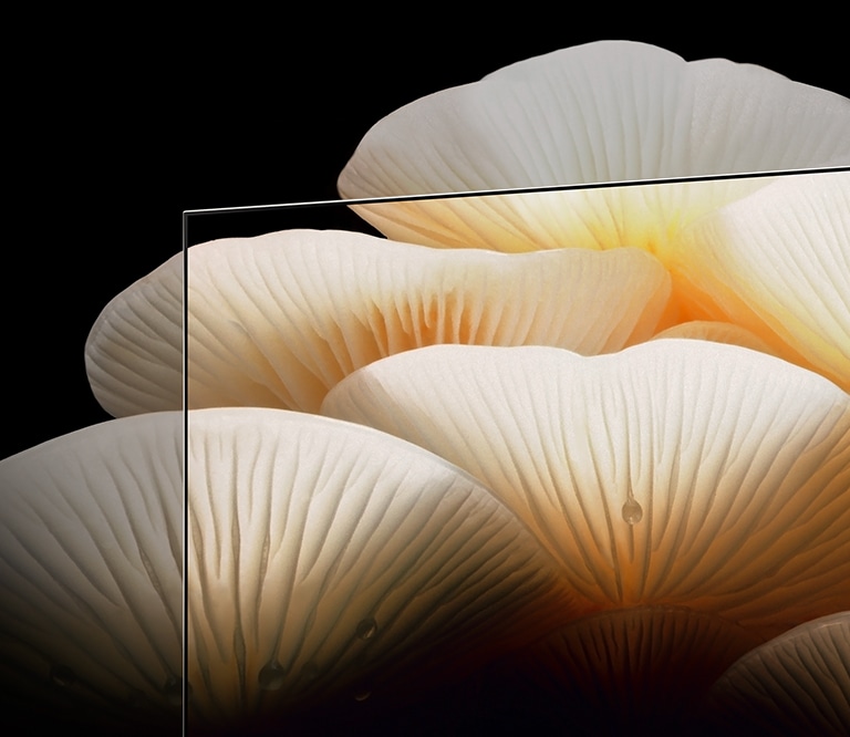 Posé screen shows the bright, clear details of white mushrooms as they extend past the TV’s frame.