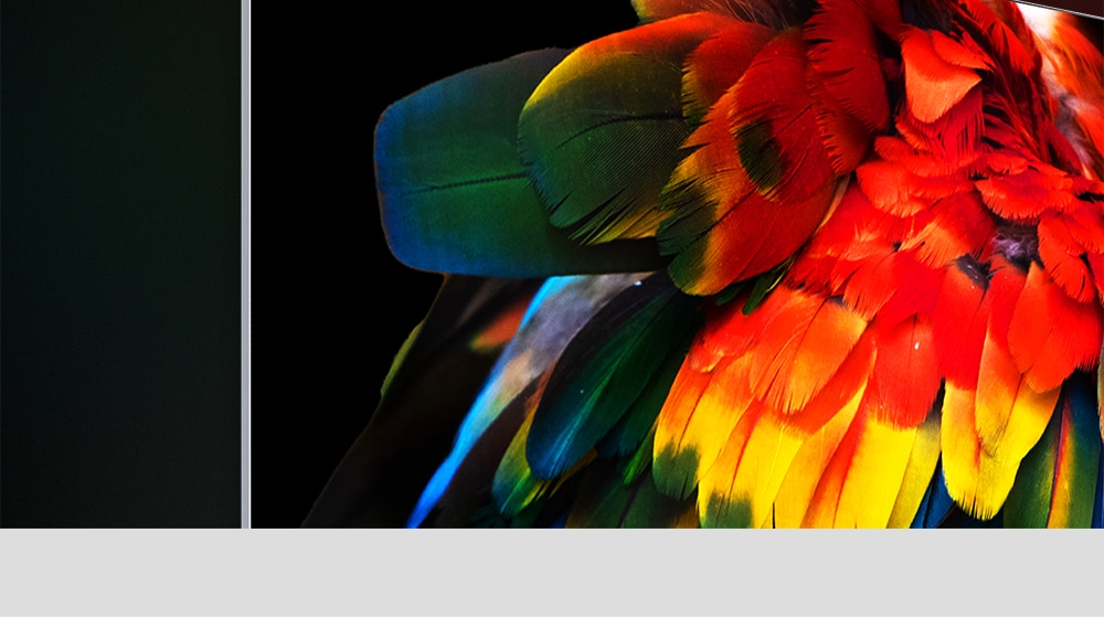 An image of a parrot's tail against a black background is displayed on the top corner of a slim OLED TV against a black background. Each colour on the parrot's feathers is vivid and boldly defined.