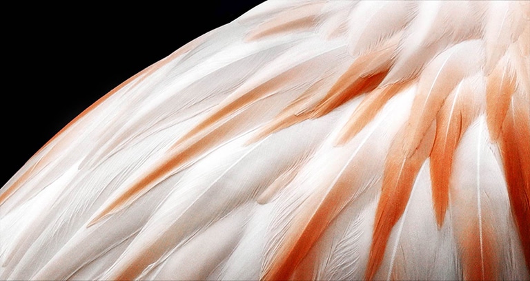 Video que muestra 2 imágenes de las plumas de un pájaro una al lado de la otra. El lado que representa Brightness Booster aparece más brillante y llena la pantalla.