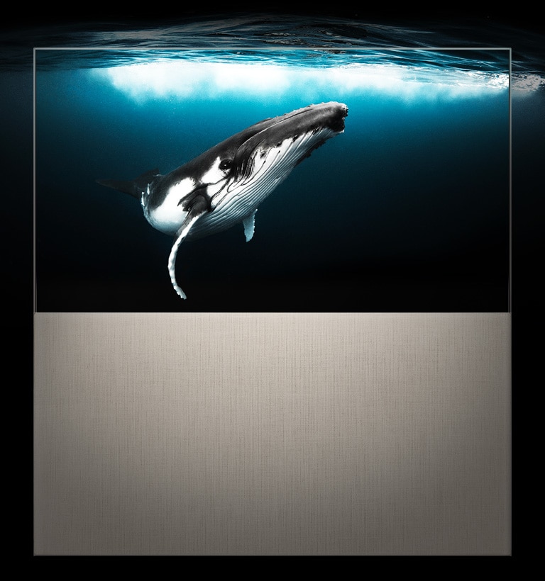Güneş ışığı yukarıdan parlarken suyun altındaki balinayı görüntüleyen Tam Görünümde EASEL. Görüntü, TV'nin ötesine geçerek, sürükleyici görüntüsünü ortaya koyar.