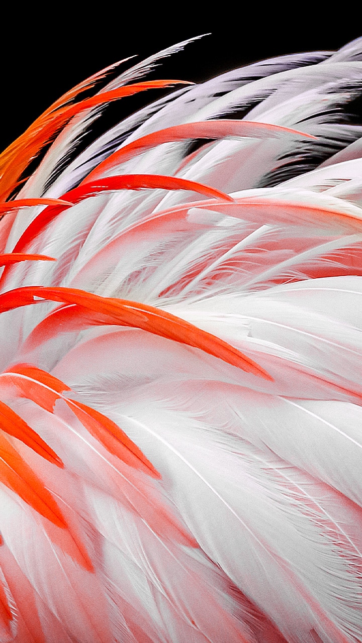 Na ekranu se pojavljuje sumorna slika bijelog i narančastog perja flaminga. Prikazani su kako postupno postaju svjetliji za 8 %, 13 %, 20 %, 23 %, 26 % i konačno 30 %.