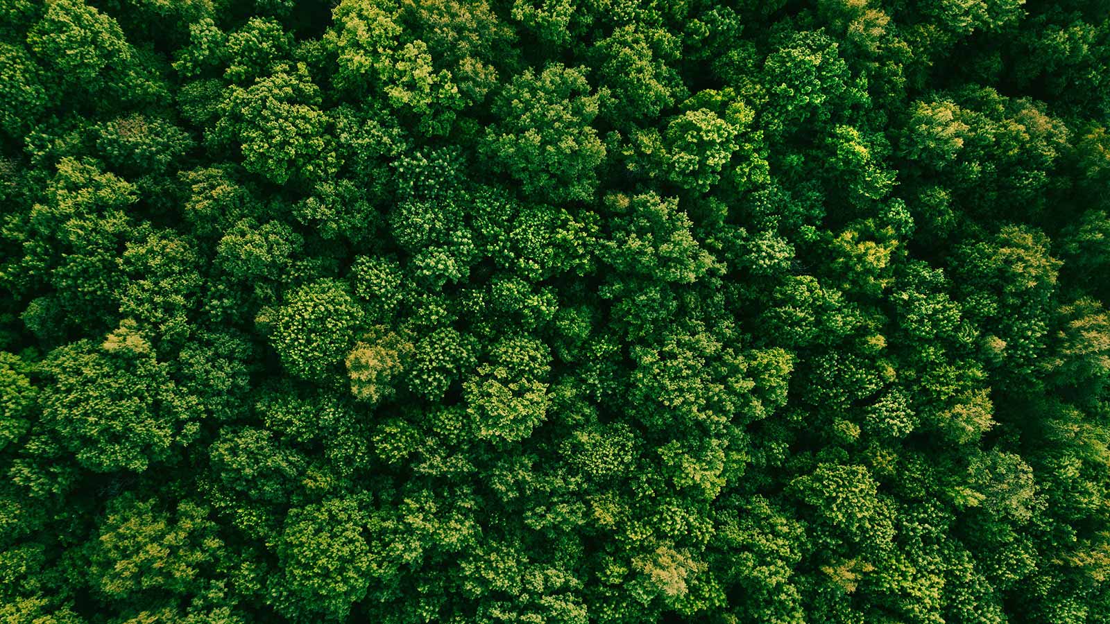 Egy zöld erdő képe madártávlatból