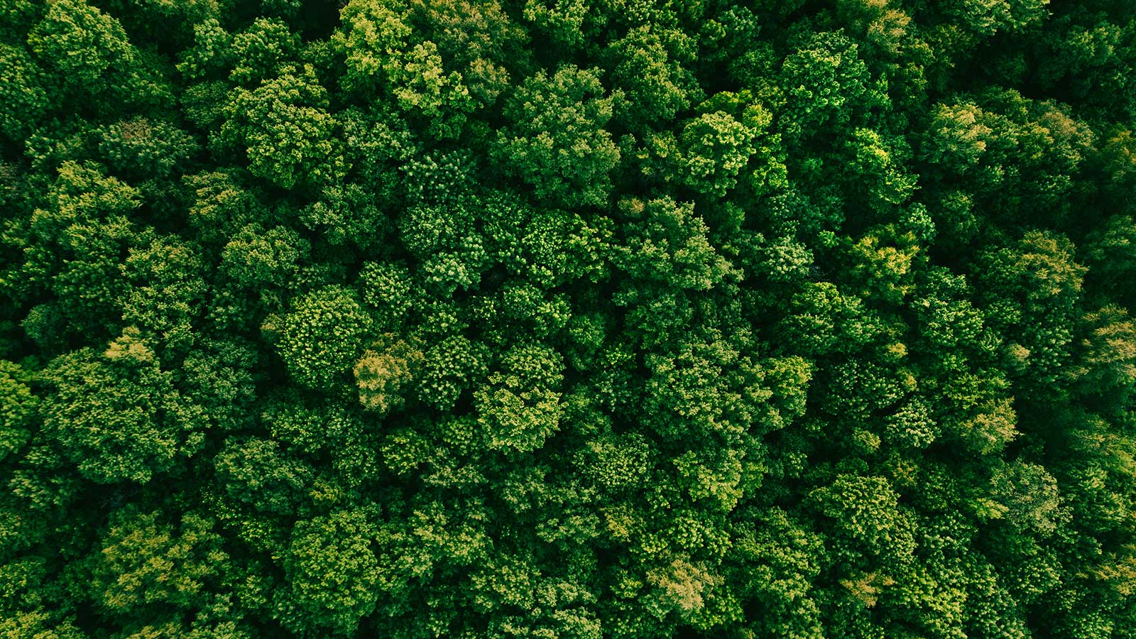 Et flyfoto av grønn skog